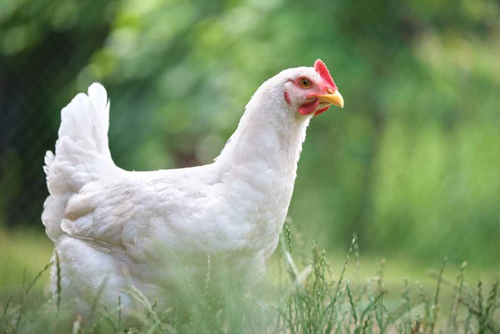 Les poules de l'école maternelle cherchent un-une poulesitter pendant les vacances